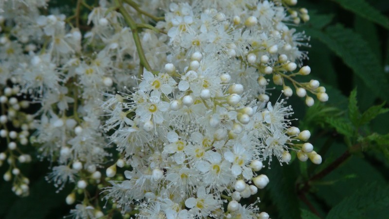 DSC00305