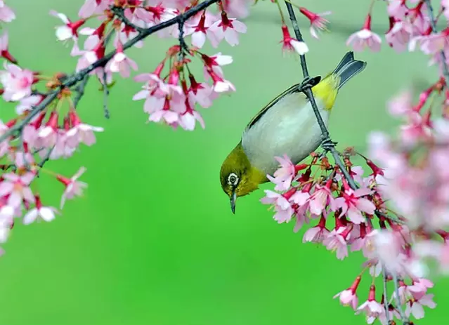 日月峡美图:春鸟嬉花!