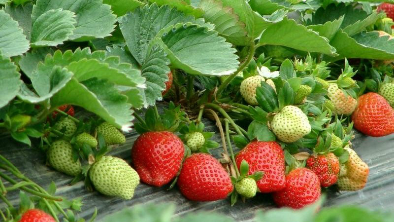 日月峡美景随行:大棚草莓