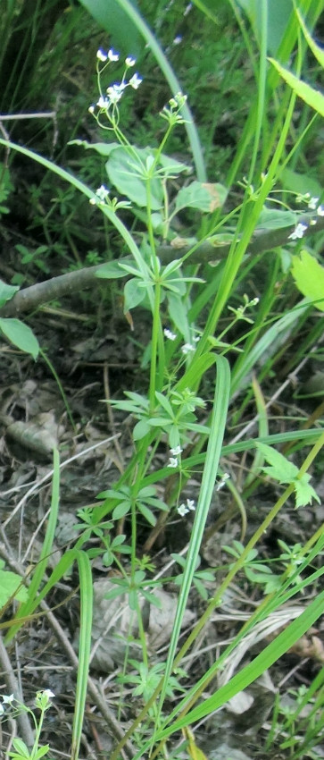 吴洋 八仙草  tender catchweed bedstraw herb 别名:猪殃殃