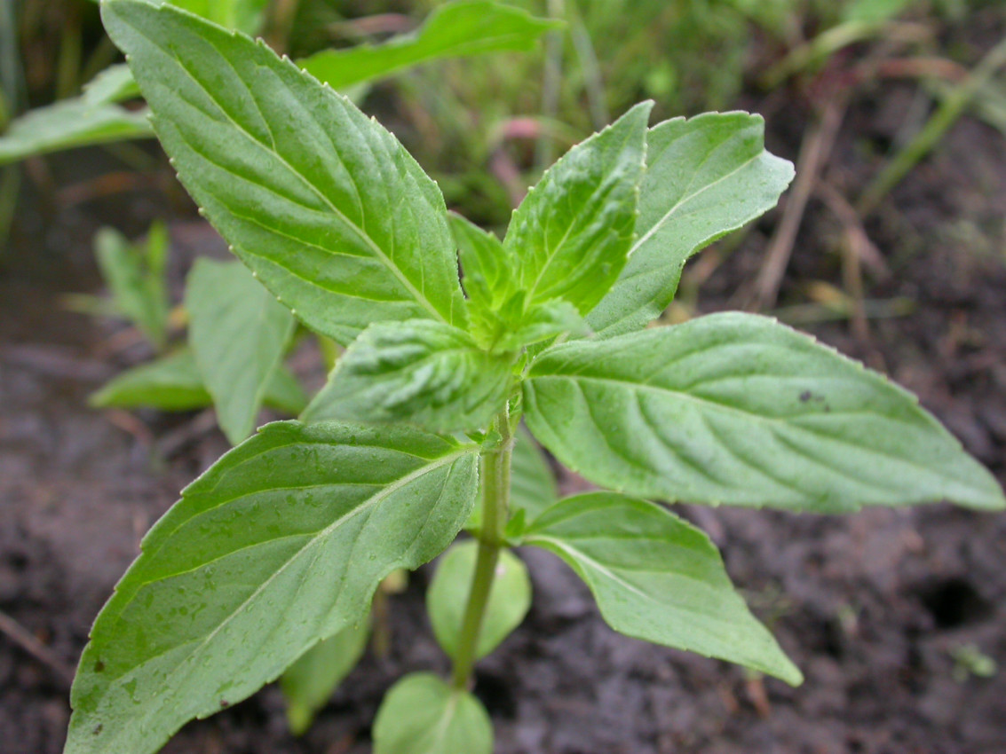 日月峡中草药:薄荷