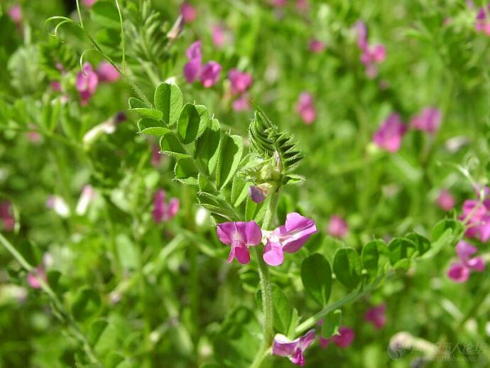 吴洋 大巢菜,正名:大野豌豆,别名:薇,薇菜,大巢菜,山扁豆,山