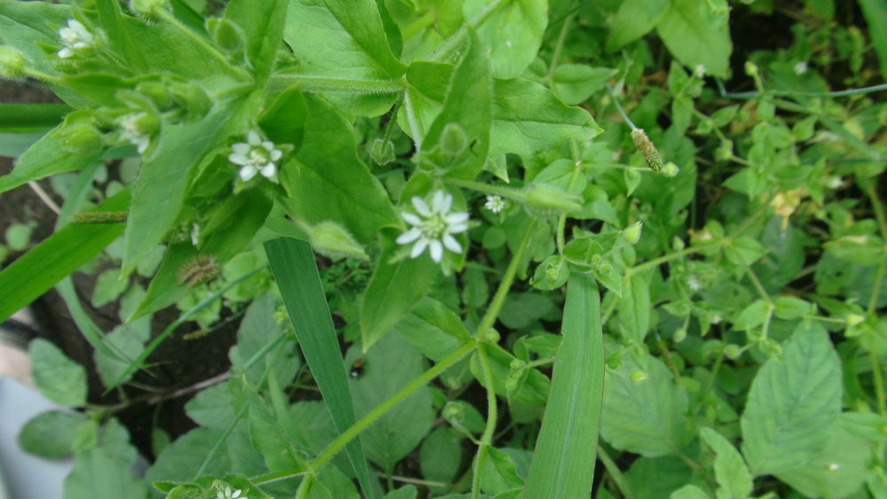 日月峡中草药:繁缕