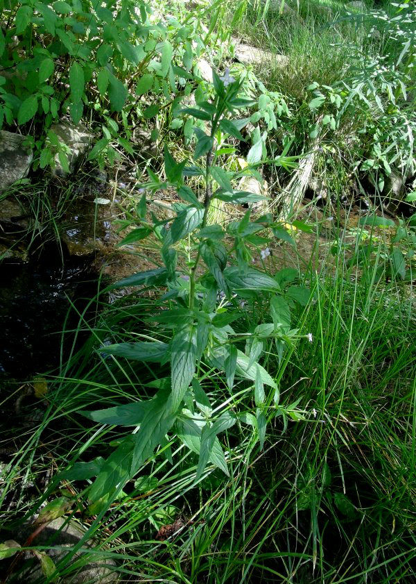 日月峡中草药:蔊菜