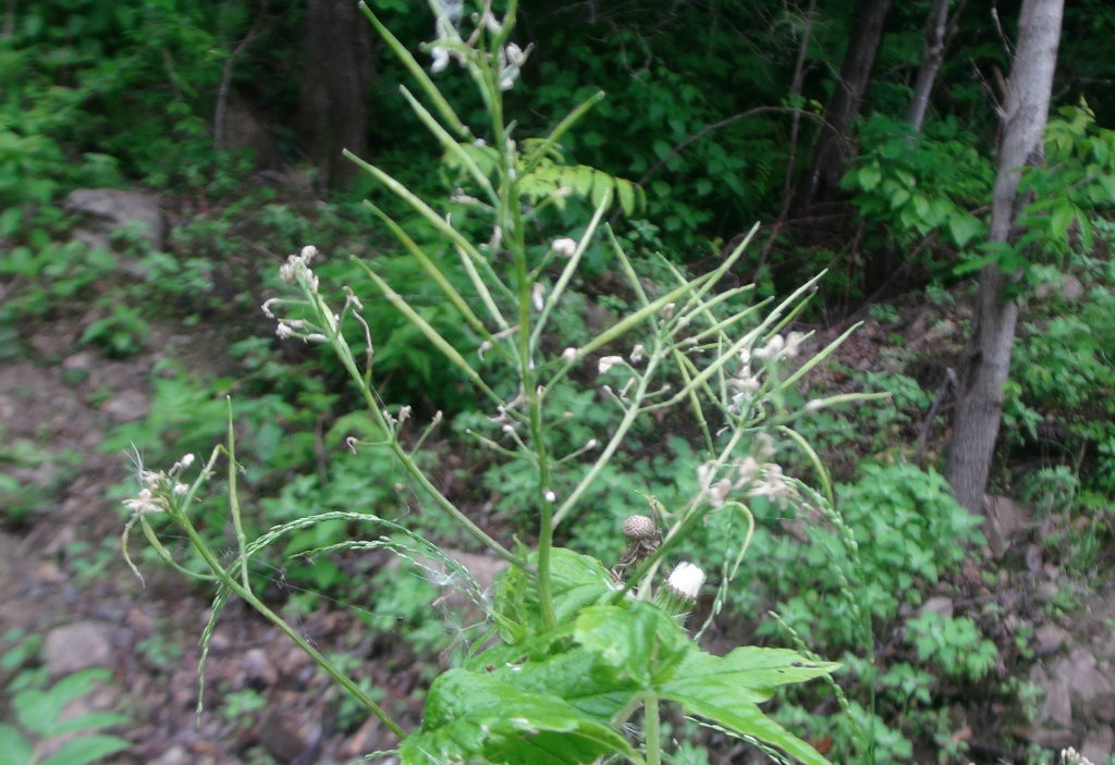 日月峡中草药:蔊菜