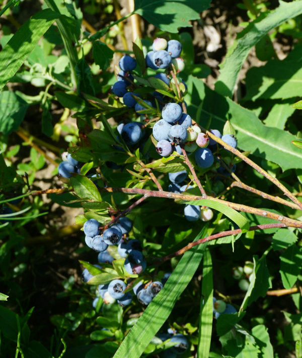 日月峡中草药:黑豆果(蓝莓)