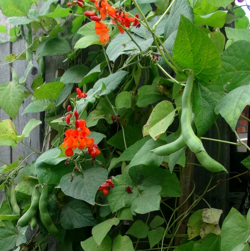 日月峡中草药:红花菜豆