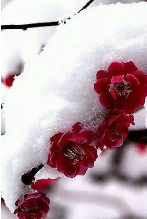http://pic1.arkoo.com/xhat/picture/p1a9m5d2q81oi1rf01d3vpmb9ag2o.jpg