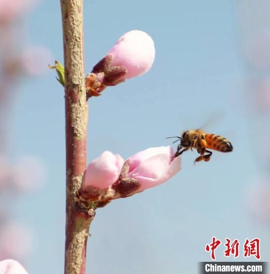 漫山的桃林中，形成一片粉紅色的花海?！＄姴凉?攝