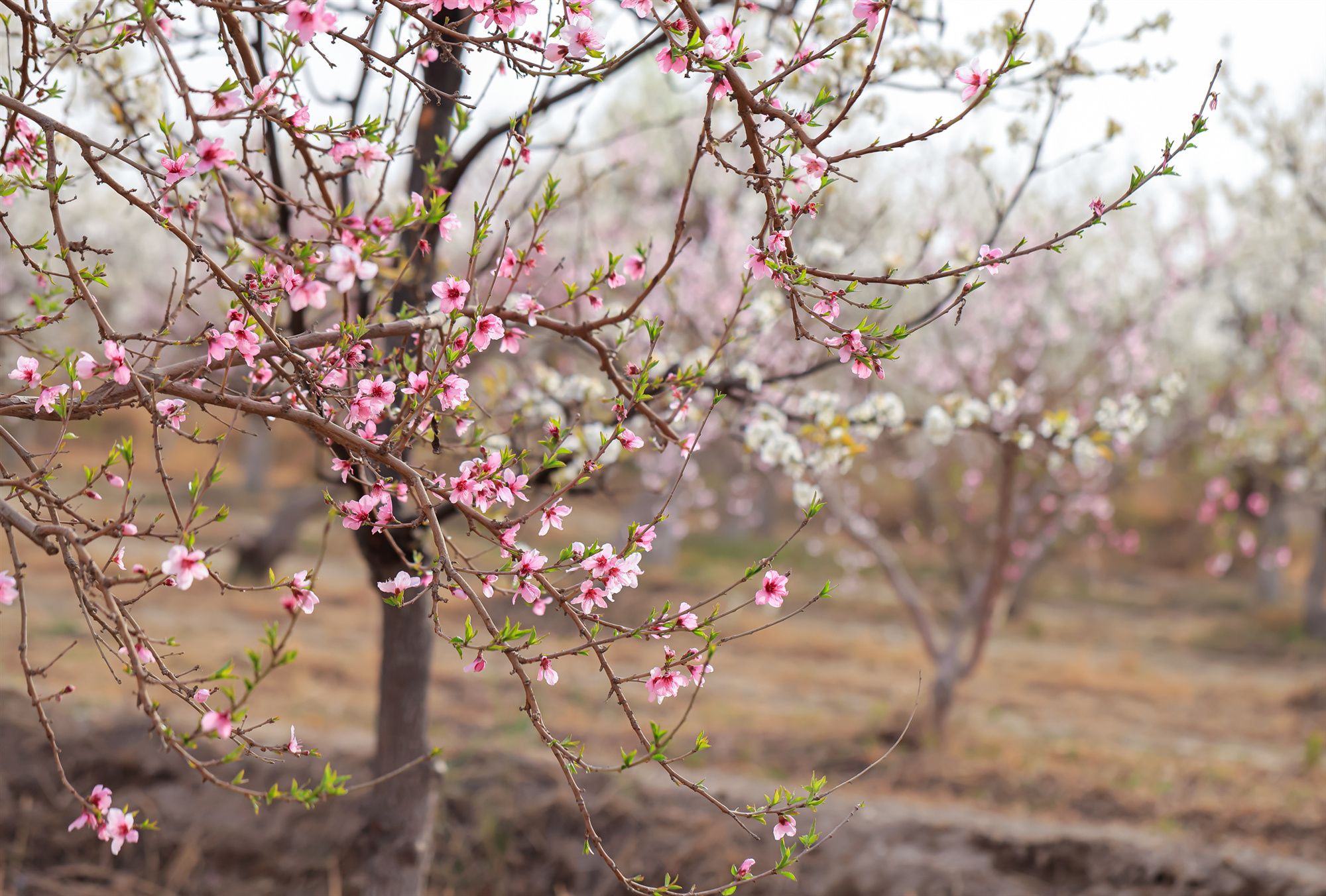 在二師鐵門關(guān)市周邊連隊的果園中，桃花、梨花、杏花開滿枝頭。 劉浩 攝