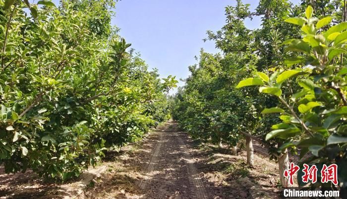 六团三连的苹果示范基地。　史玉江　摄