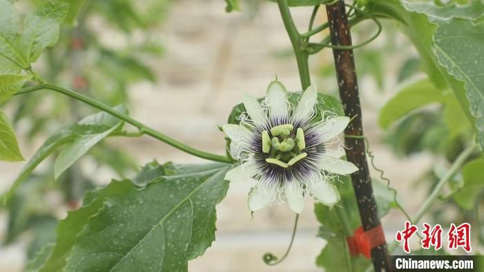 露天種植的百香果藤上，果、花共生。張濤 攝