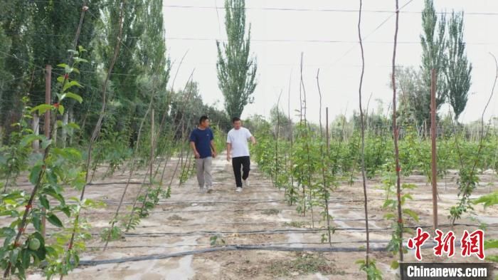 劉榮(左)與黃金龍在露天百香果種植園里查看。張濤 攝