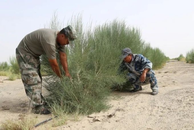 干部職工在梭梭地里清除雜草。楊鐵軍 攝