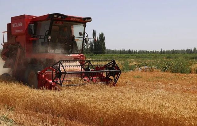 三十六团600余亩小麦进入成熟期，各连队积极协调收割机抢收小麦。刘钰 摄