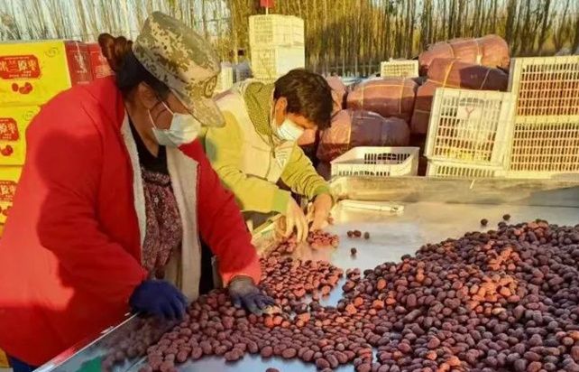 2022年11月26日，在依果缘合作社红枣晾晒场，社员们在筛选红枣。雷永香 摄