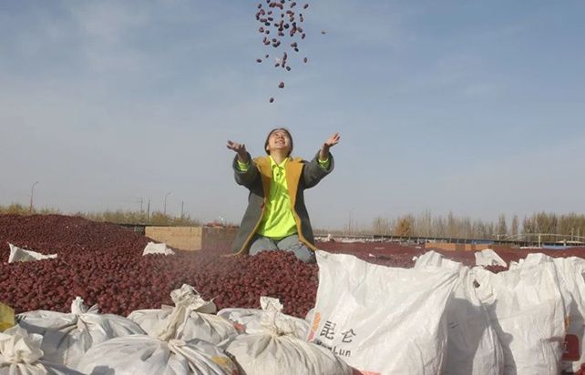团镇3.47万亩红枣丰收。贾保凤 阿尔祖古丽·艾力 摄