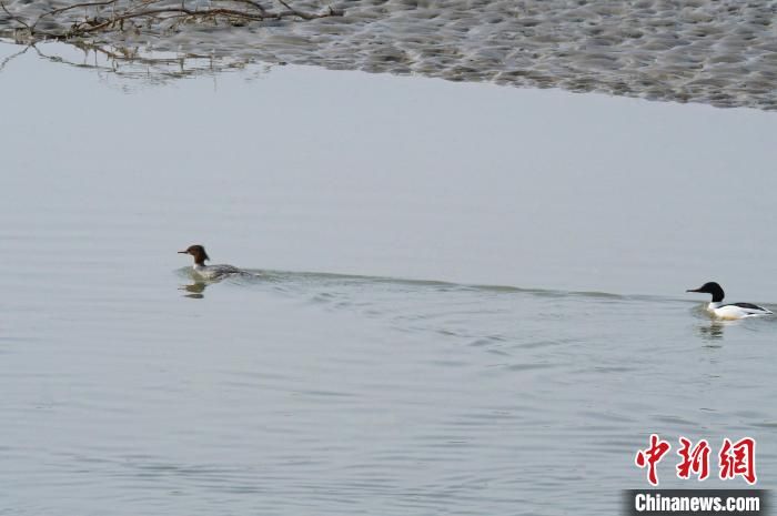秋沙鸭在阿克苏河嬉戏。王延顺 摄