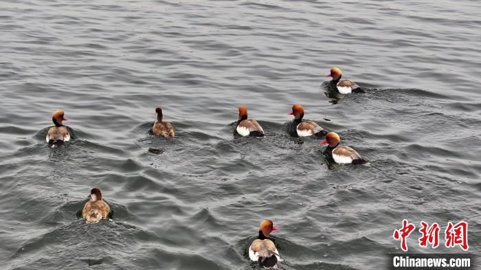 成群结对的赤麻鸭，在清澈的湖面悠闲漂浮着。刘扬摄