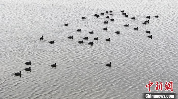 白骨顶鸡聚集在波光粼粼的湖面上。刘扬摄
