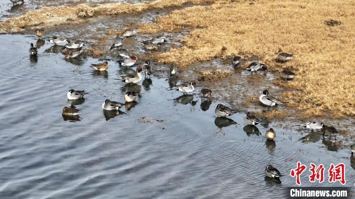 数十只针尾鸭，悠闲自得的站在湖边。陈阳阳 摄