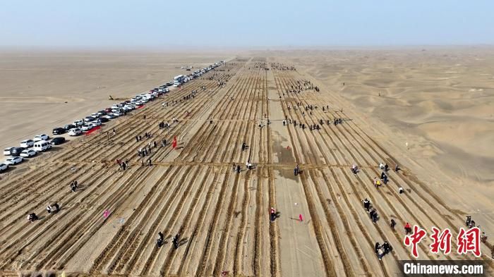 20日，新疆昆玉市和二二四团干部职工群众在沙漠中开展义务植树活动。钟昌涛 摄