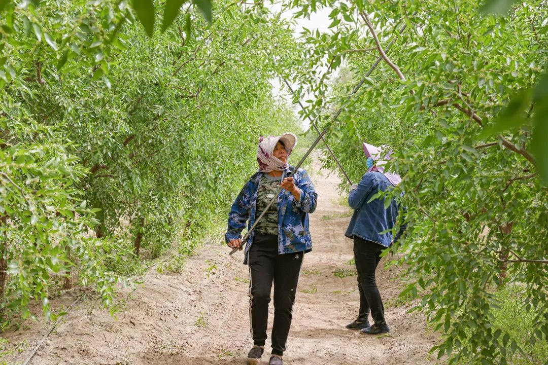 工人們正忙著給棗樹抹芽。周嬌嬌 攝