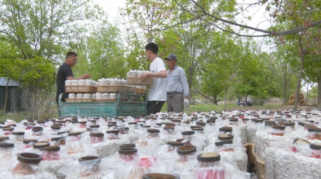 7月20日，在六师新湖农场二十八连的林下蘑菇种植实验地，职工正在搬运菌包。陈瑞 杨强 摄