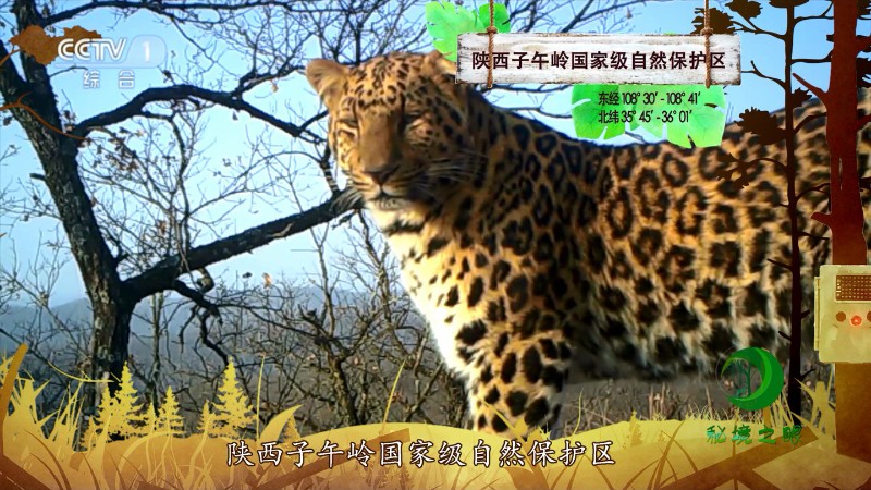 5.陕西子午岭国家级自然保护区-华北豹-