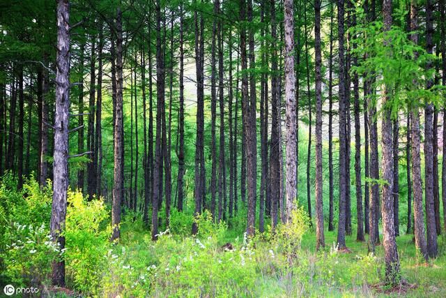 《天然林保护修复制度方案》权威解读