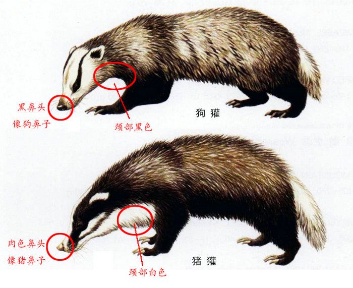 狗獾和猪獾区分图