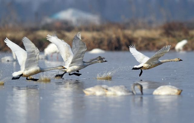 鄱阳湖频现珍稀鸟种