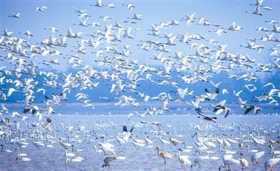 中国绿色时报:鄱阳湖:越冬候鸟的生命湖 - 关注森林