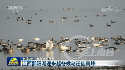 央视:央视《新闻联播》报道:鄱阳湖迎来越冬候鸟迁徙高峰 - 关注森林