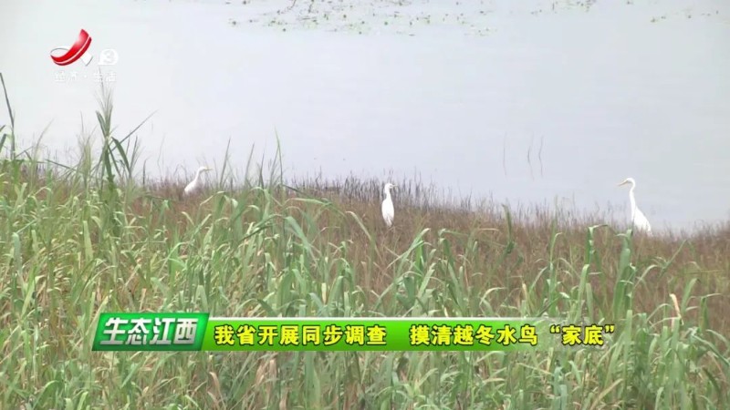 《生态江西》开展同步调查 摸清越冬水鸟“家底” - 关注森林