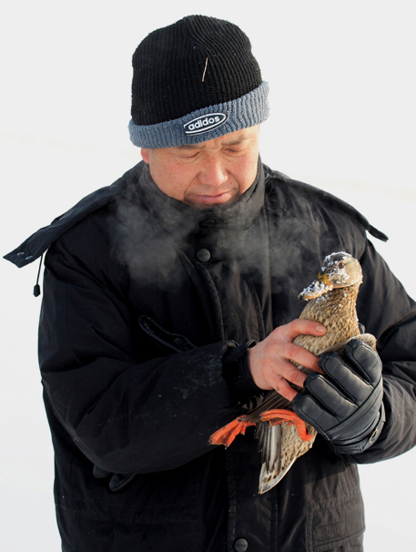 这只野鸭身体己经很虚弱白志刚准备带回家饲