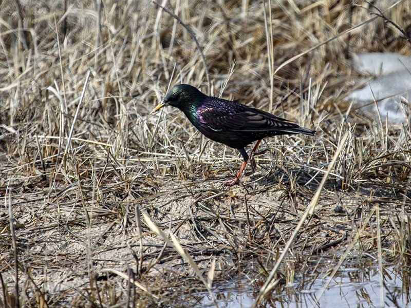 IMG_6758 蘑菇湖