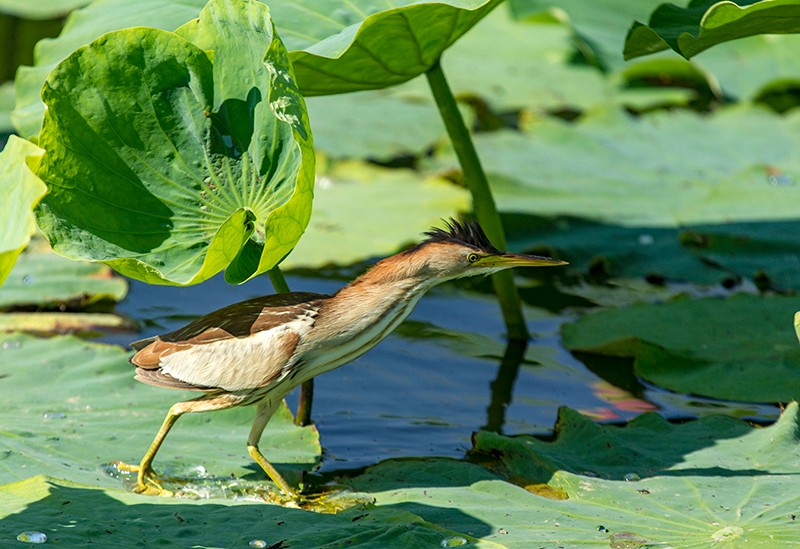DN8E9584 小苇鳽 夏候鸟 国家二级保护，青格达湖