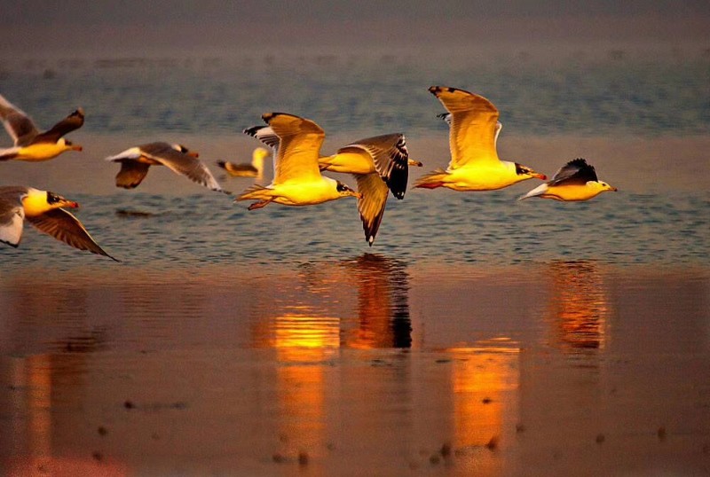 mmexport1661332205384