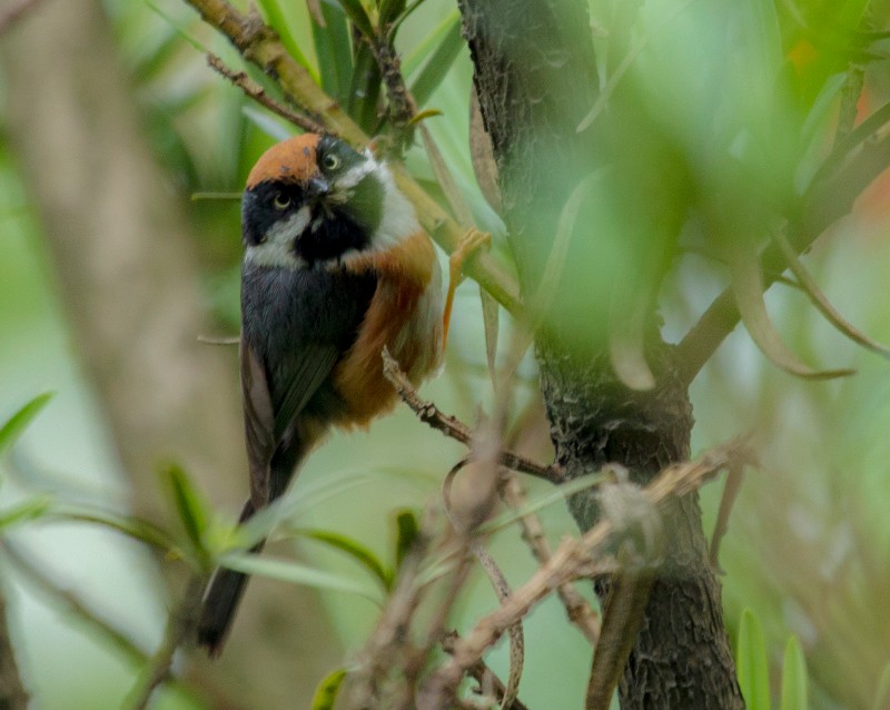 _N8E2763 红头长尾山雀 成都