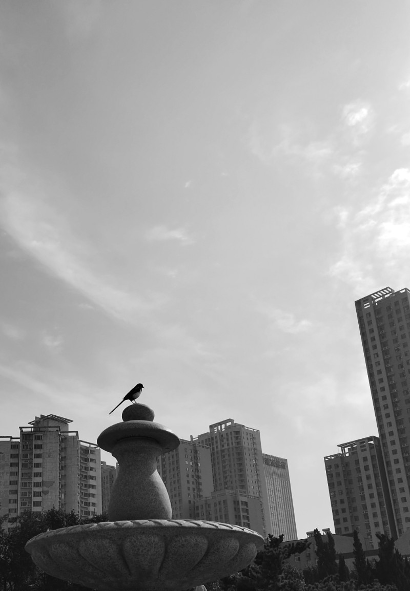 喜鹊 2023年10月手机拍摄于河北省石家庄市长安区华清南街花卉园