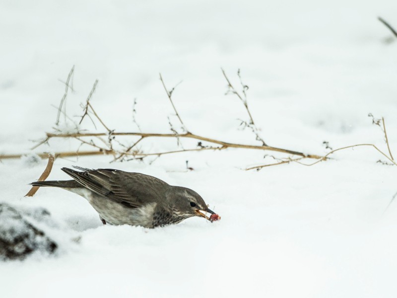 DN8E3353 觅食