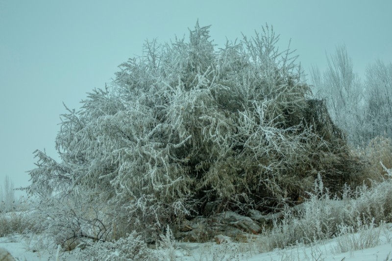 6D9A5754 冬季准噶尔铁线莲覆盖的沙枣树