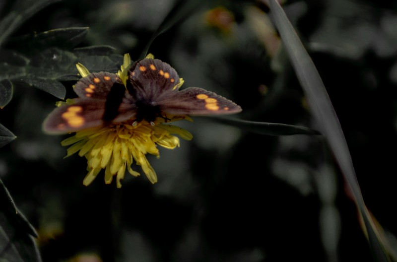 6D9A6233菊颂图兰红眼蝶 鹿角湾