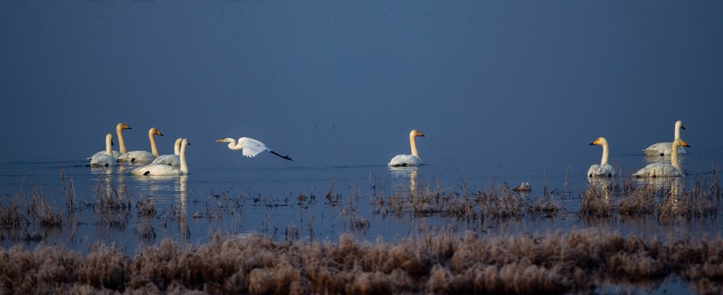 DN8E9586大白鹭飞过大天鹅