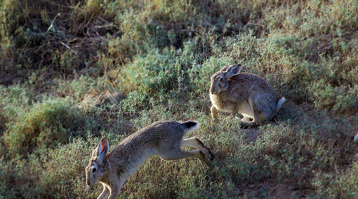 种名(中 草兔(蒙古兔 学名(拉丁名 lepus capensis 保护区*