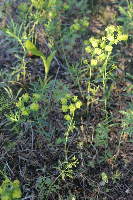 向海小狼毒4