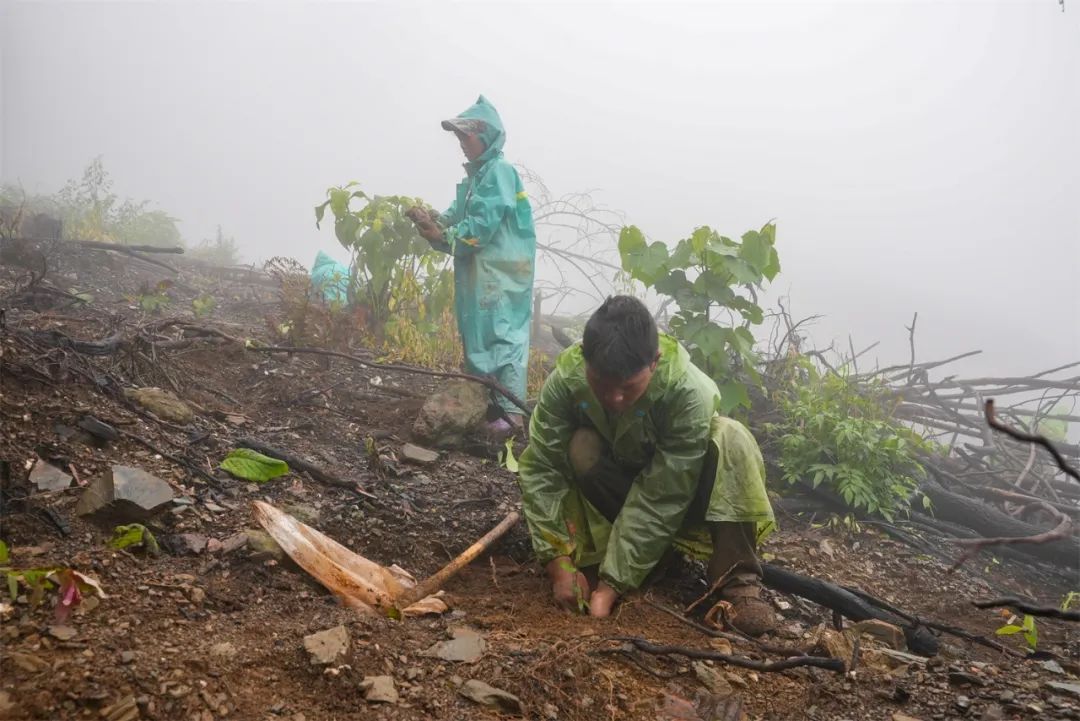 县(区)动态 | 西盟:加快森林资源转化 稳步推进现代林产业发展