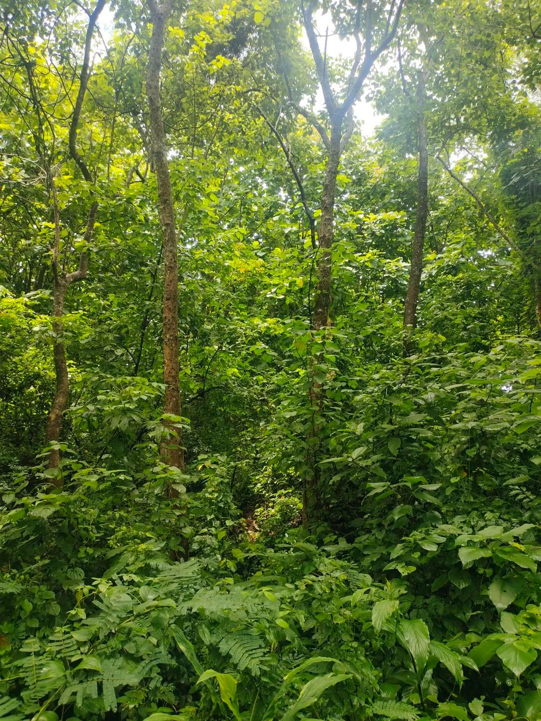国有林场 | 耿马县大红山林场 - 关注森林