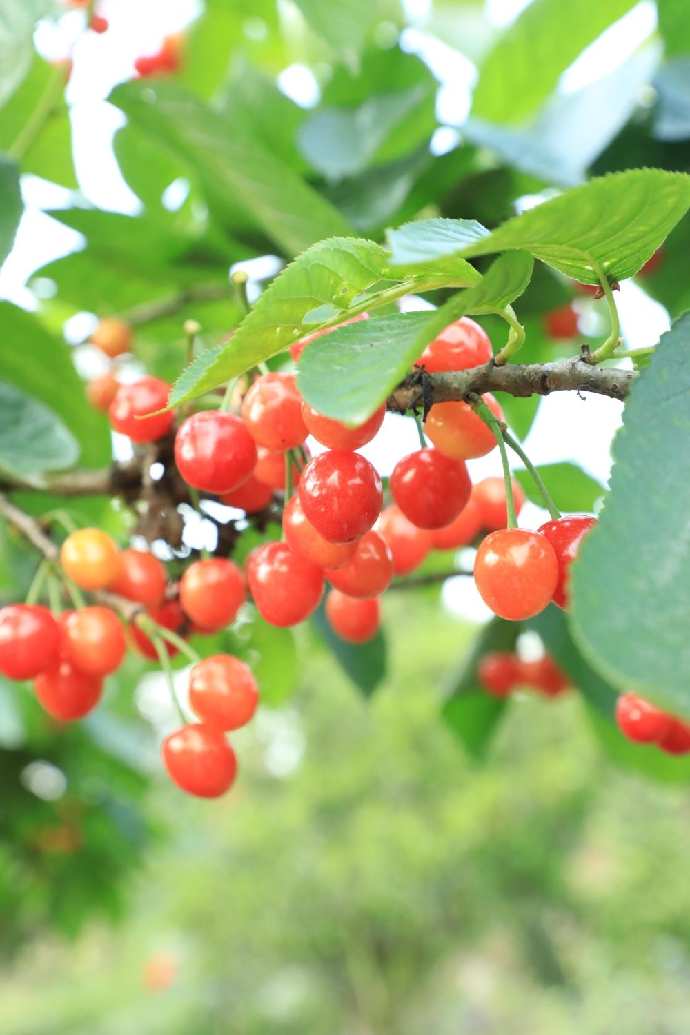 青神樱桃满枝红采摘正当时